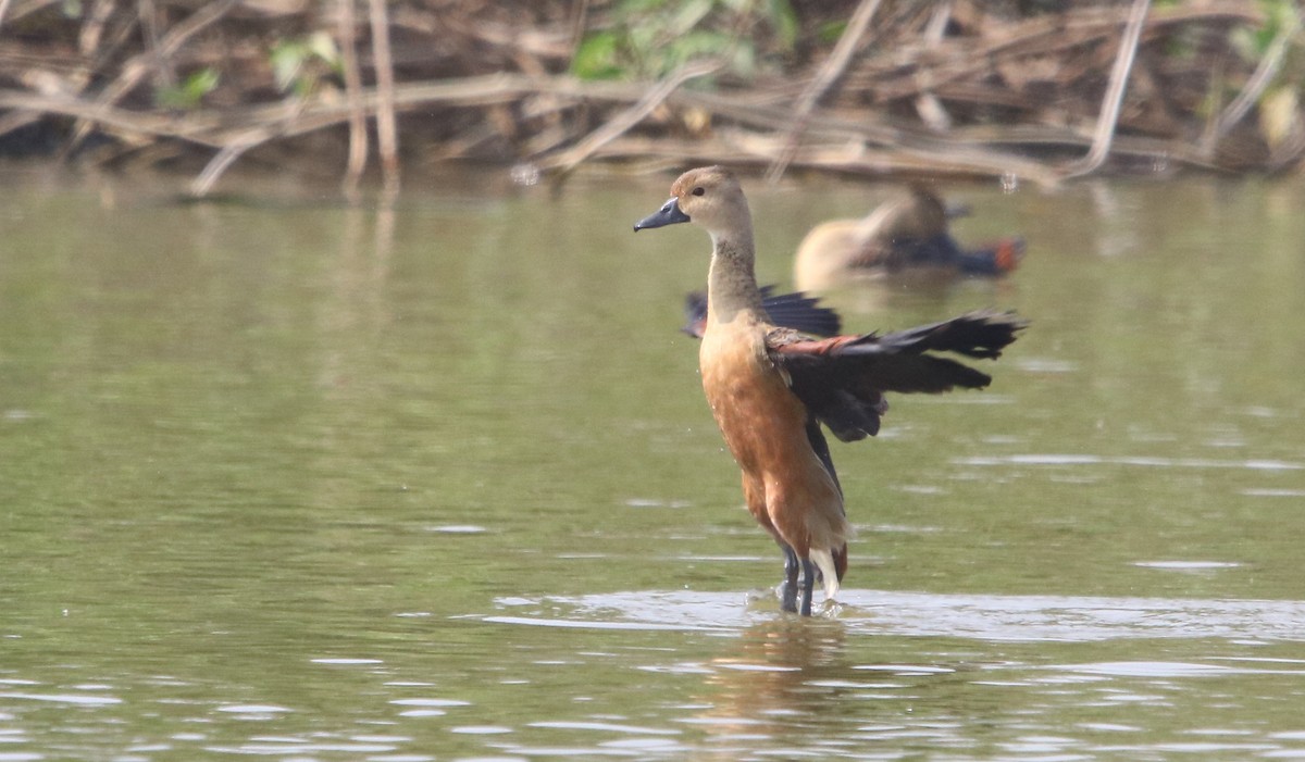 Lesser Whistling-Duck - ML135242391