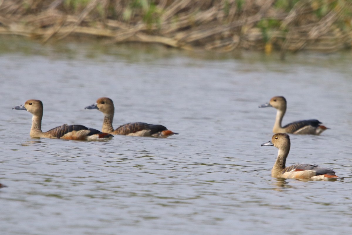 Lesser Whistling-Duck - ML135242861