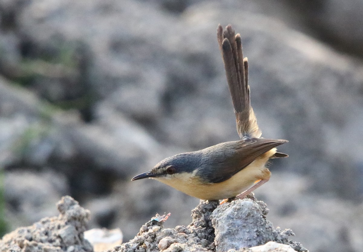 Ashy Prinia - ML135243731