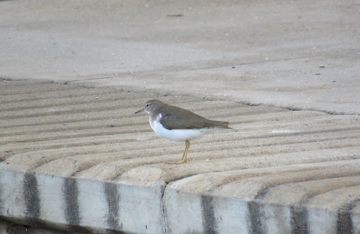 Spotted Sandpiper - ML135243871