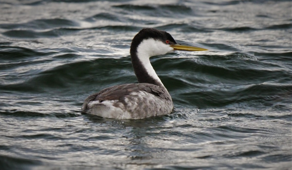 Western Grebe - ML135244101