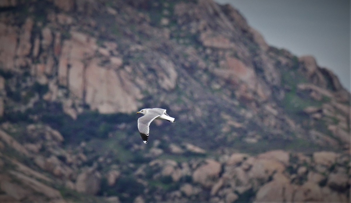 California Gull - Angela Kenny