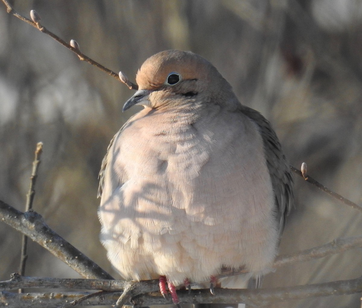 Mourning Dove - inga schmidt