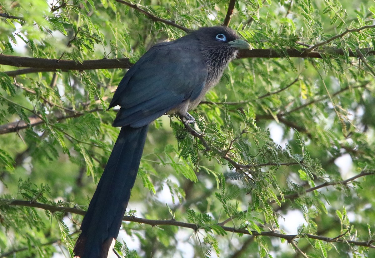 Blue-faced Malkoha - ML135247271