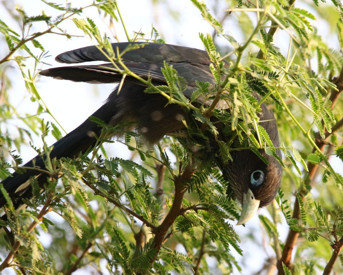 Blue-faced Malkoha - ML135247511