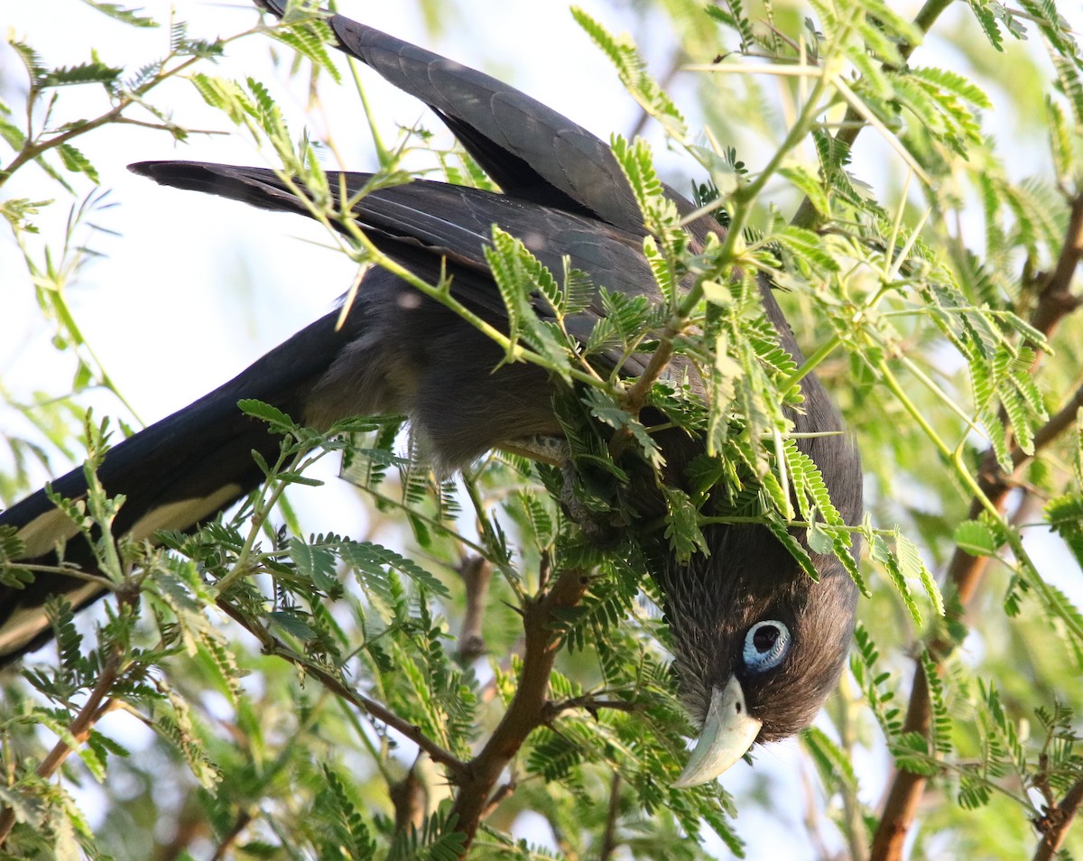 Blue-faced Malkoha - ML135247811