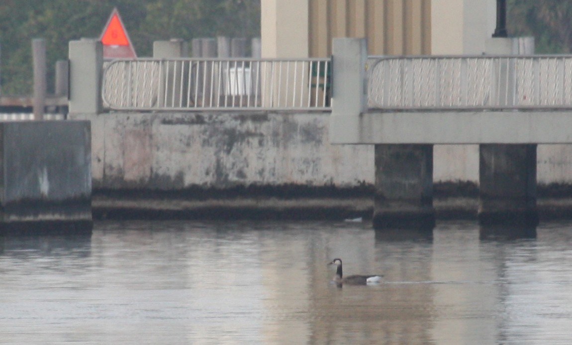 Graylag x Canada Goose (hybrid) - ML135248211