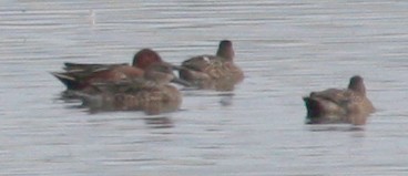 Cinnamon Teal - ML135248321