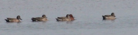 Cinnamon Teal - ML135248351