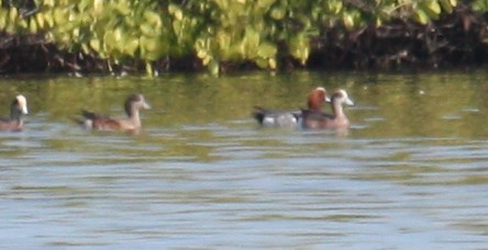 Eurasian Wigeon - ML135248531