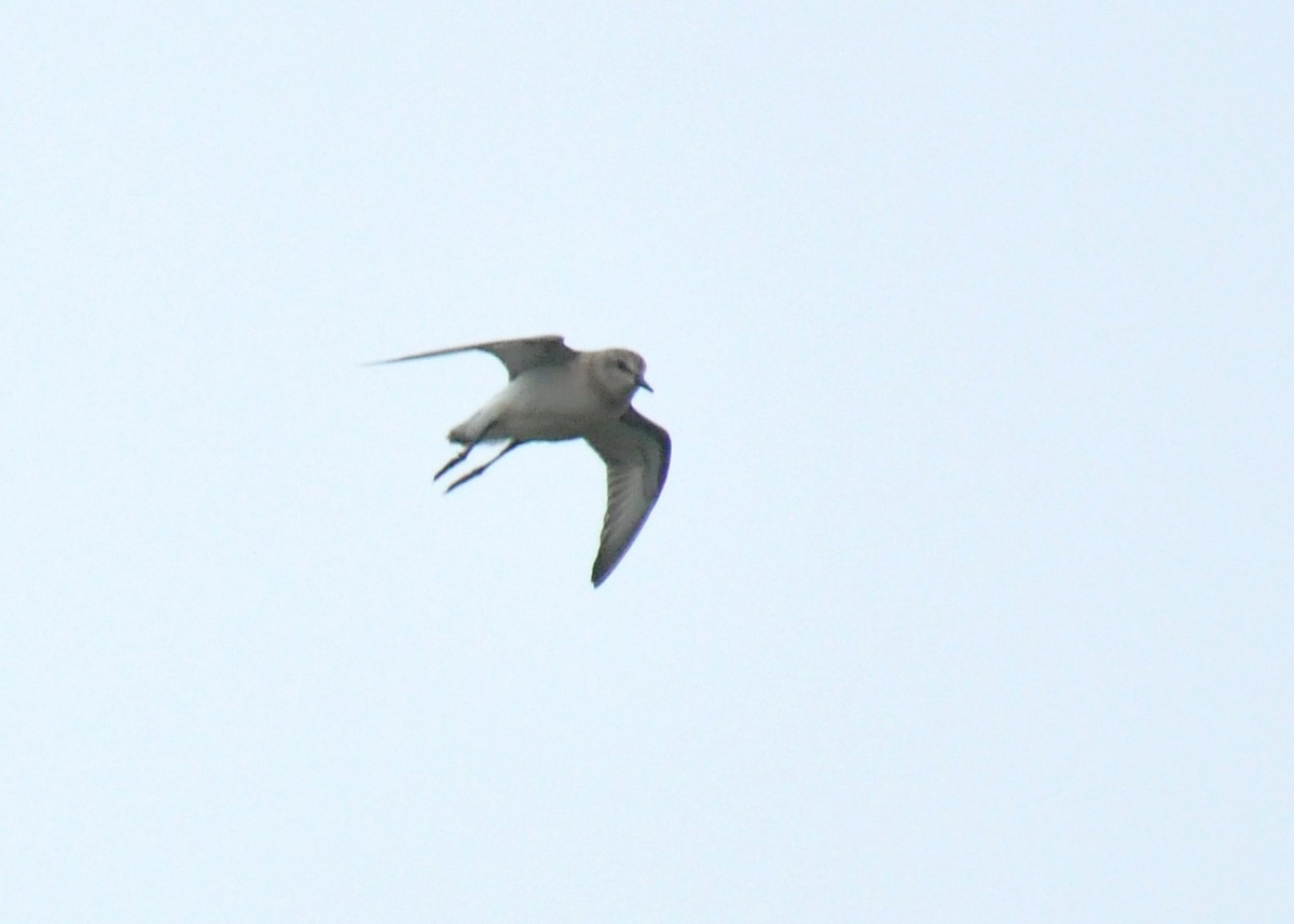 Red-necked Stint - ML135248851