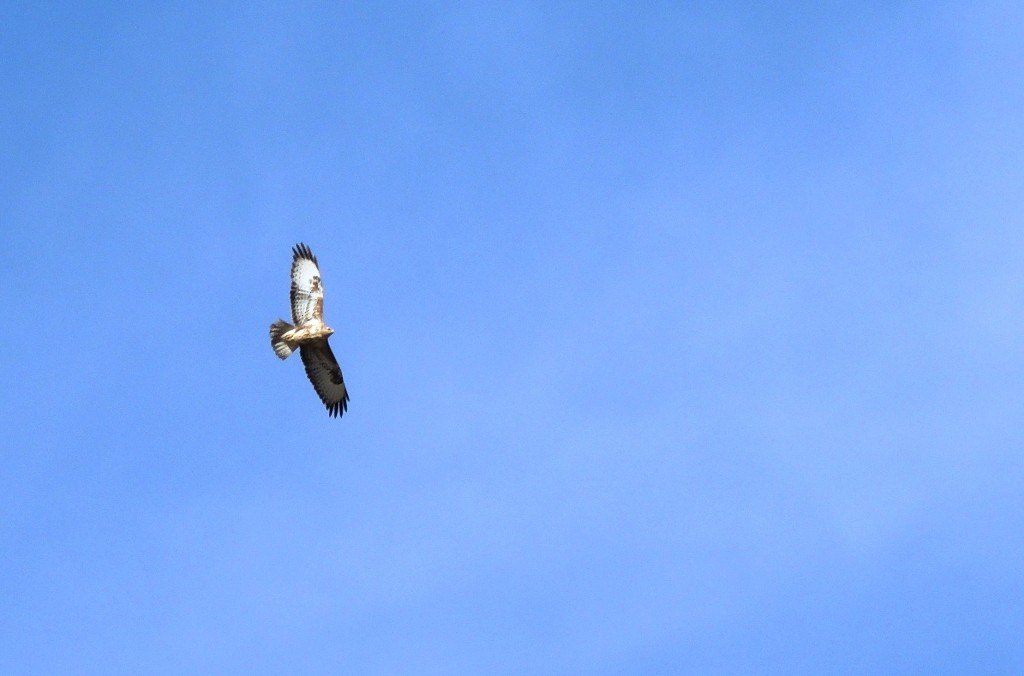 Common Buzzard - ML135249751