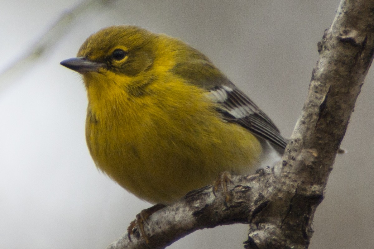 Pine Warbler - Curtis Bumgarner