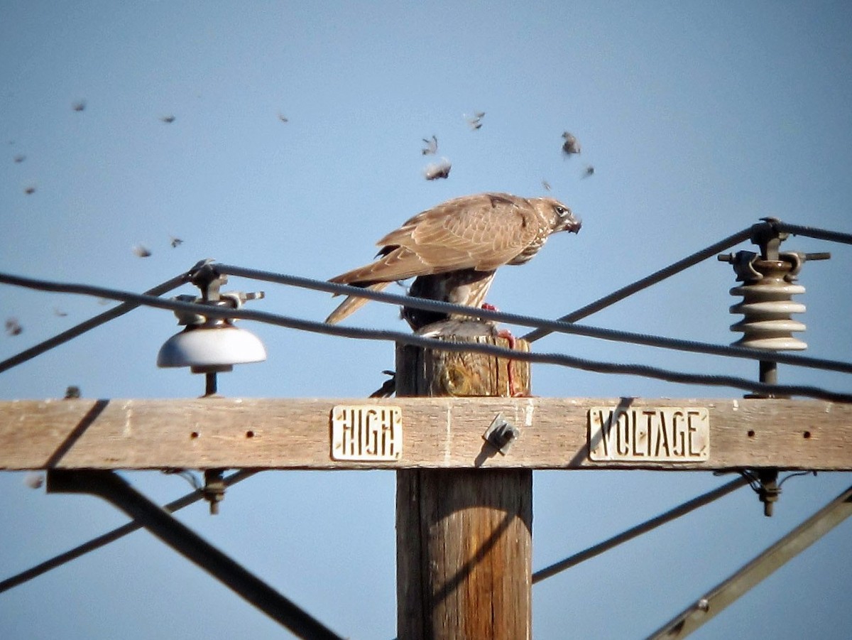 Gyrfalcon - ML135250941