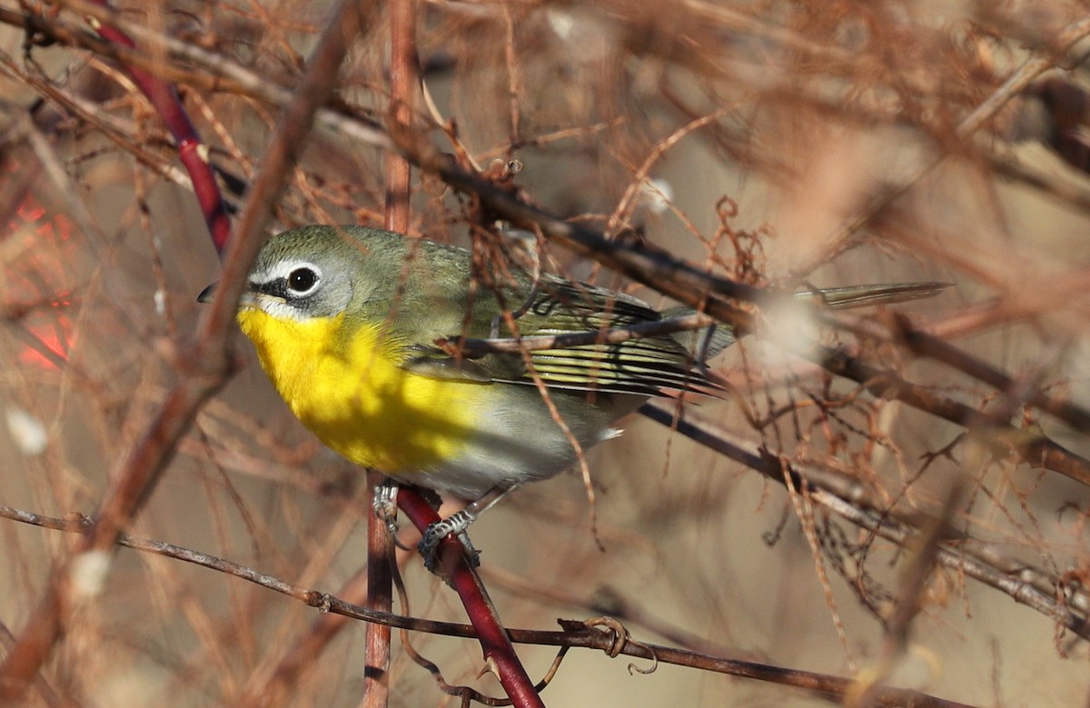 Yellow-breasted Chat - ML135251141