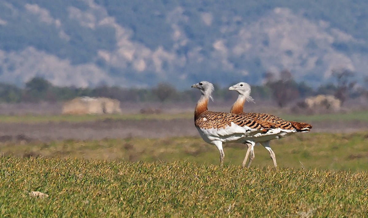 Great Bustard - ML135251191