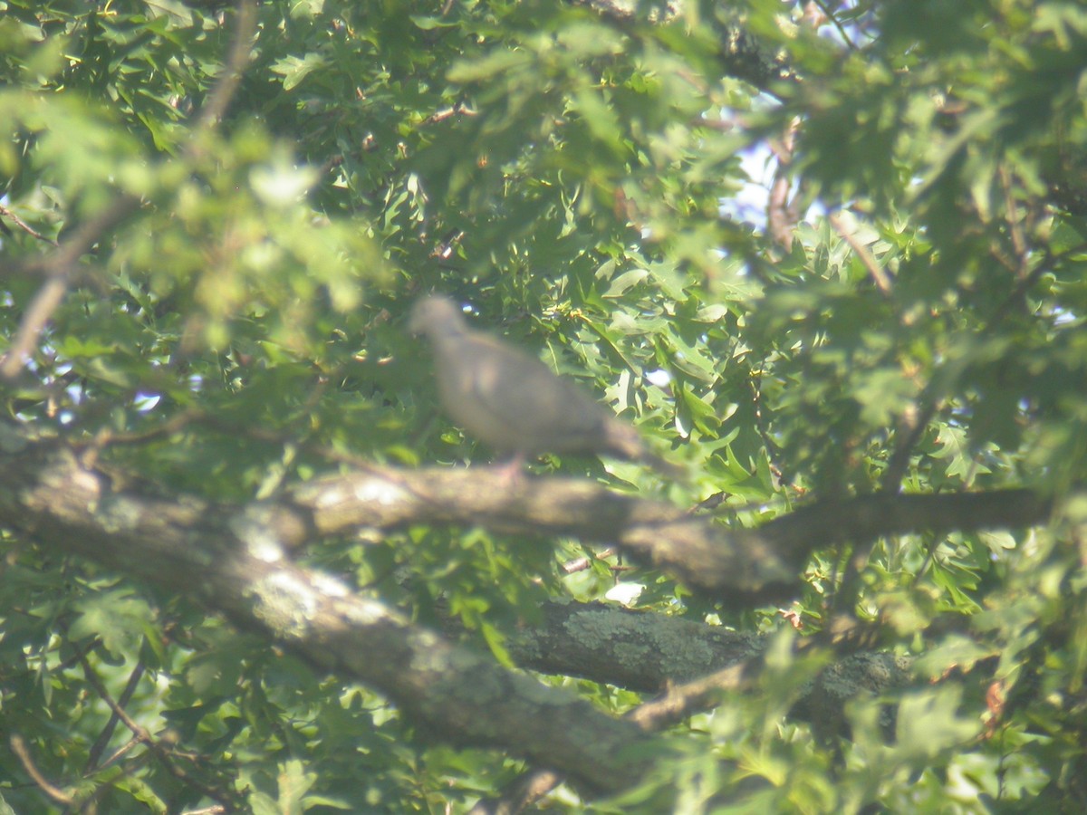 Eurasian Collared-Dove - ML135251271