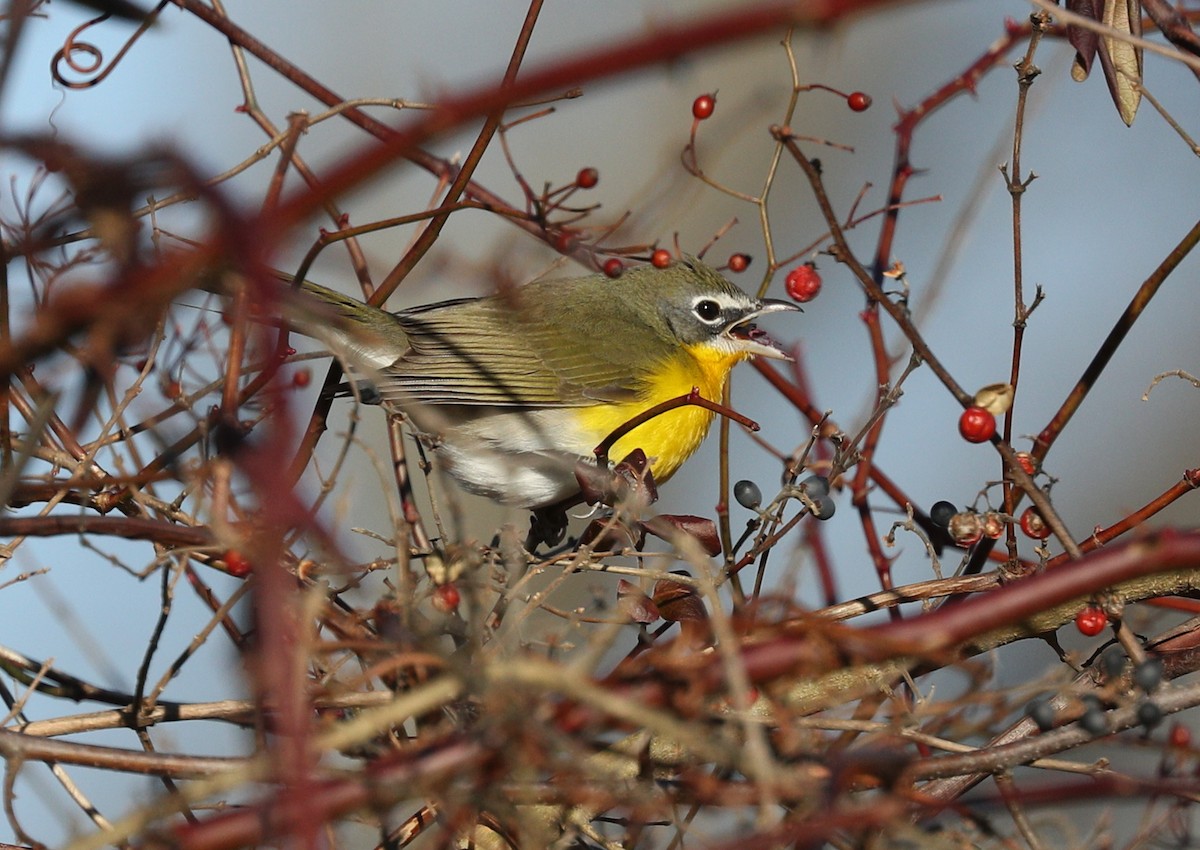 Yellow-breasted Chat - ML135251321