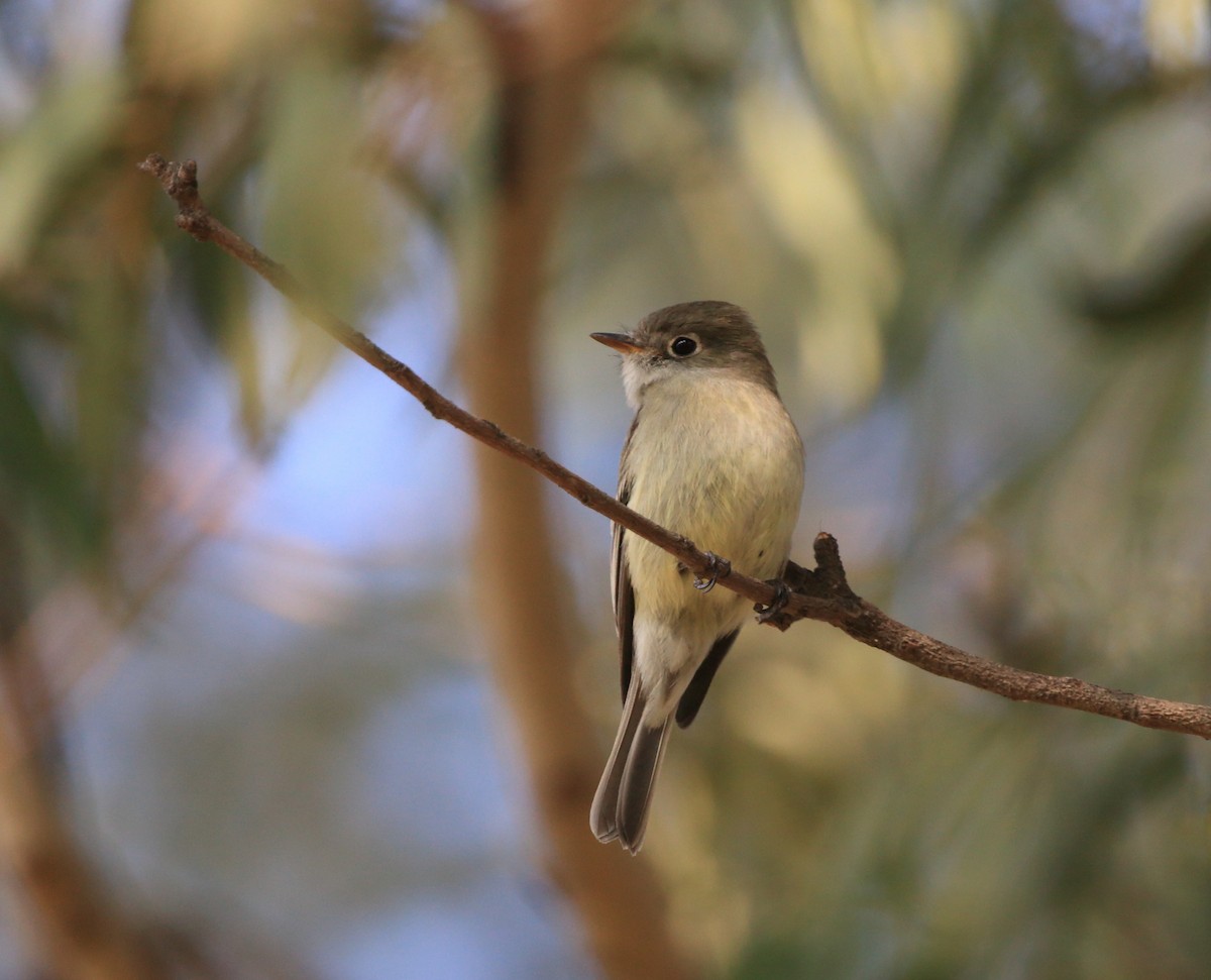 Hammond's Flycatcher - ML135251351