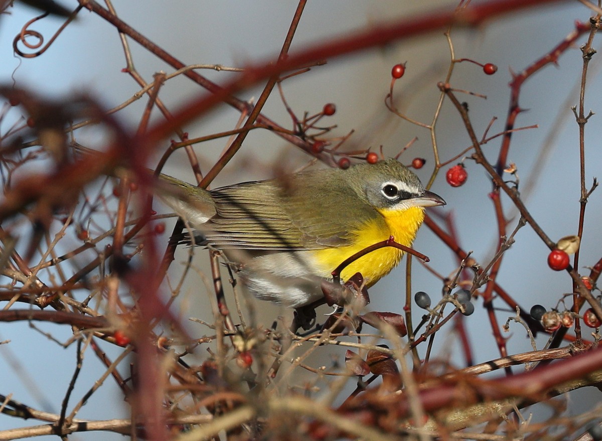 Yellow-breasted Chat - ML135251381
