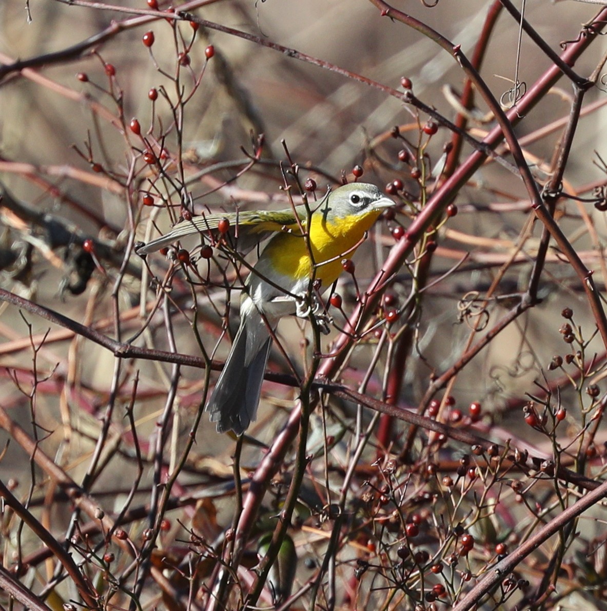 Yellow-breasted Chat - ML135251391