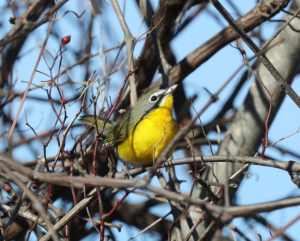Yellow-breasted Chat - ML135251441