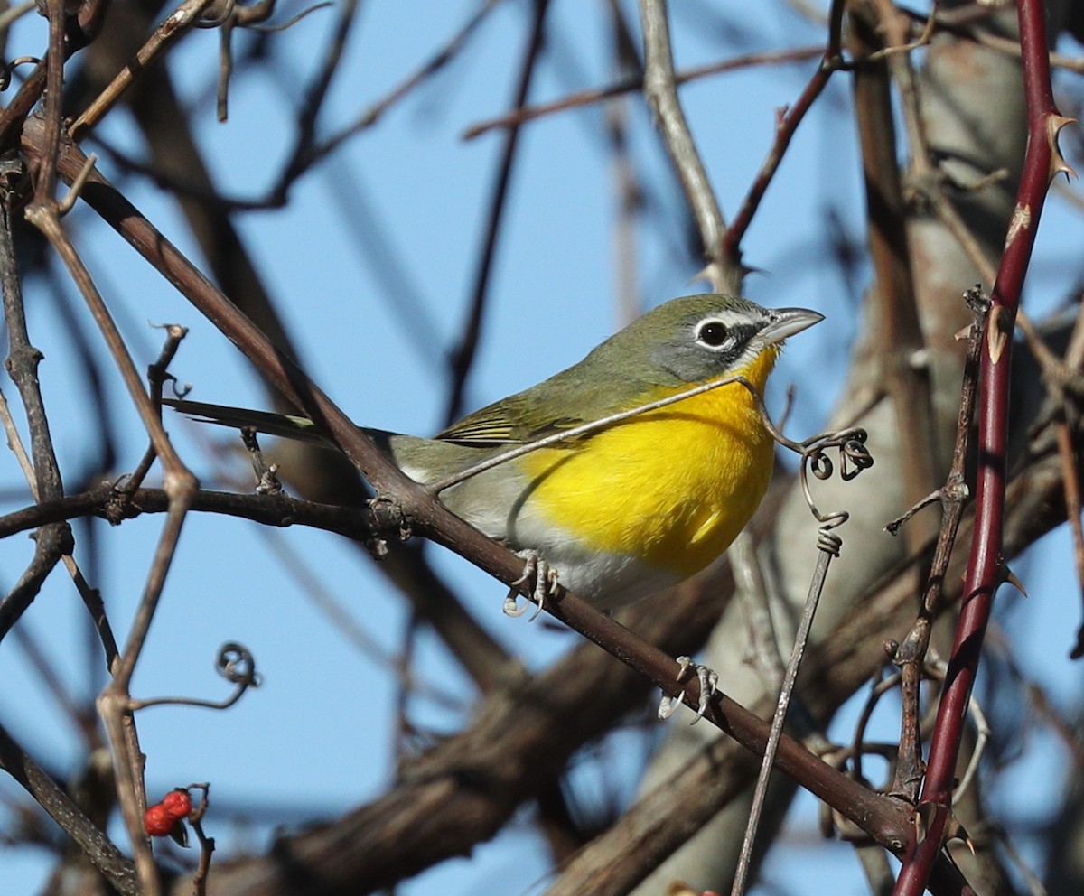 Yellow-breasted Chat - ML135251461