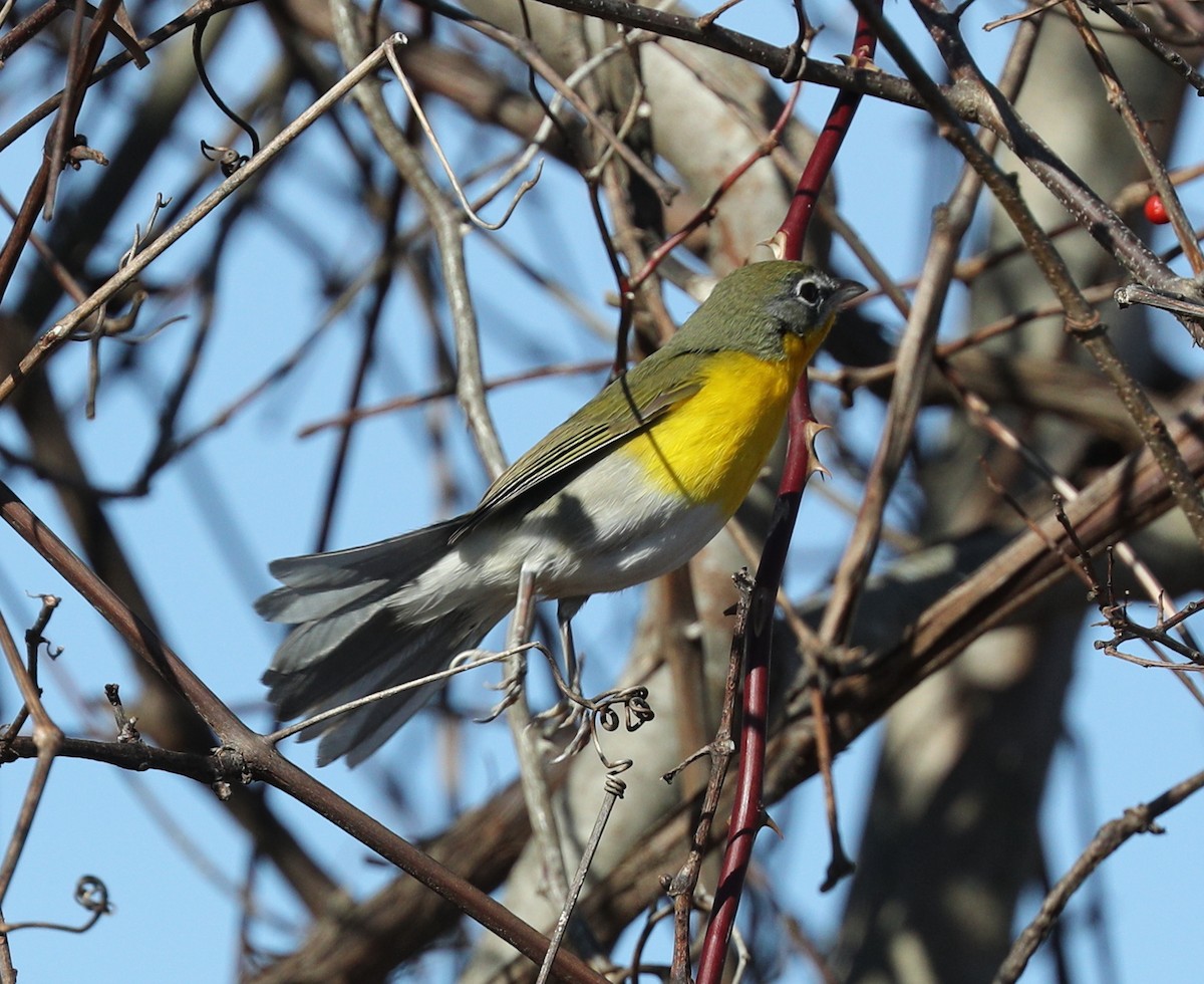 Yellow-breasted Chat - ML135251511