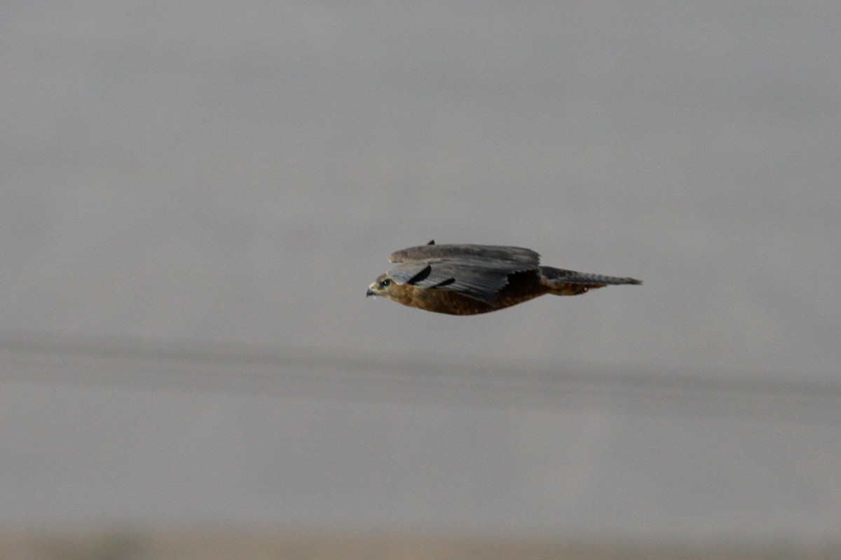 Common Buzzard (Western) - ML135251521