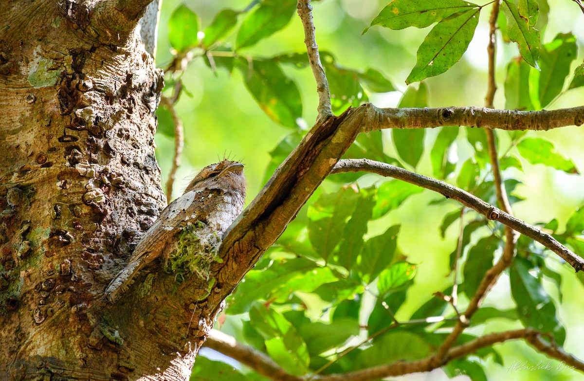 Sri Lanka Frogmouth - ML135251861