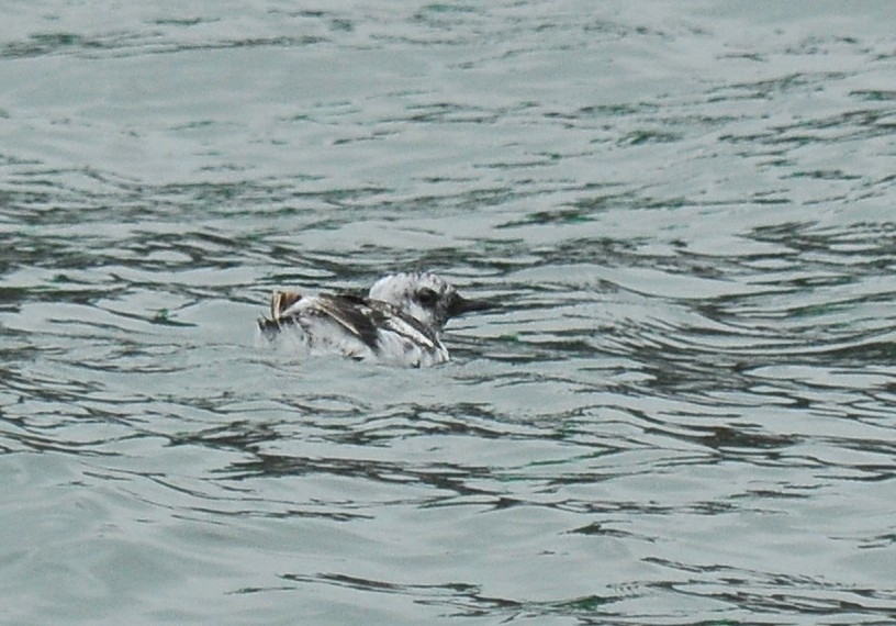 Pigeon Guillemot - ML135251901