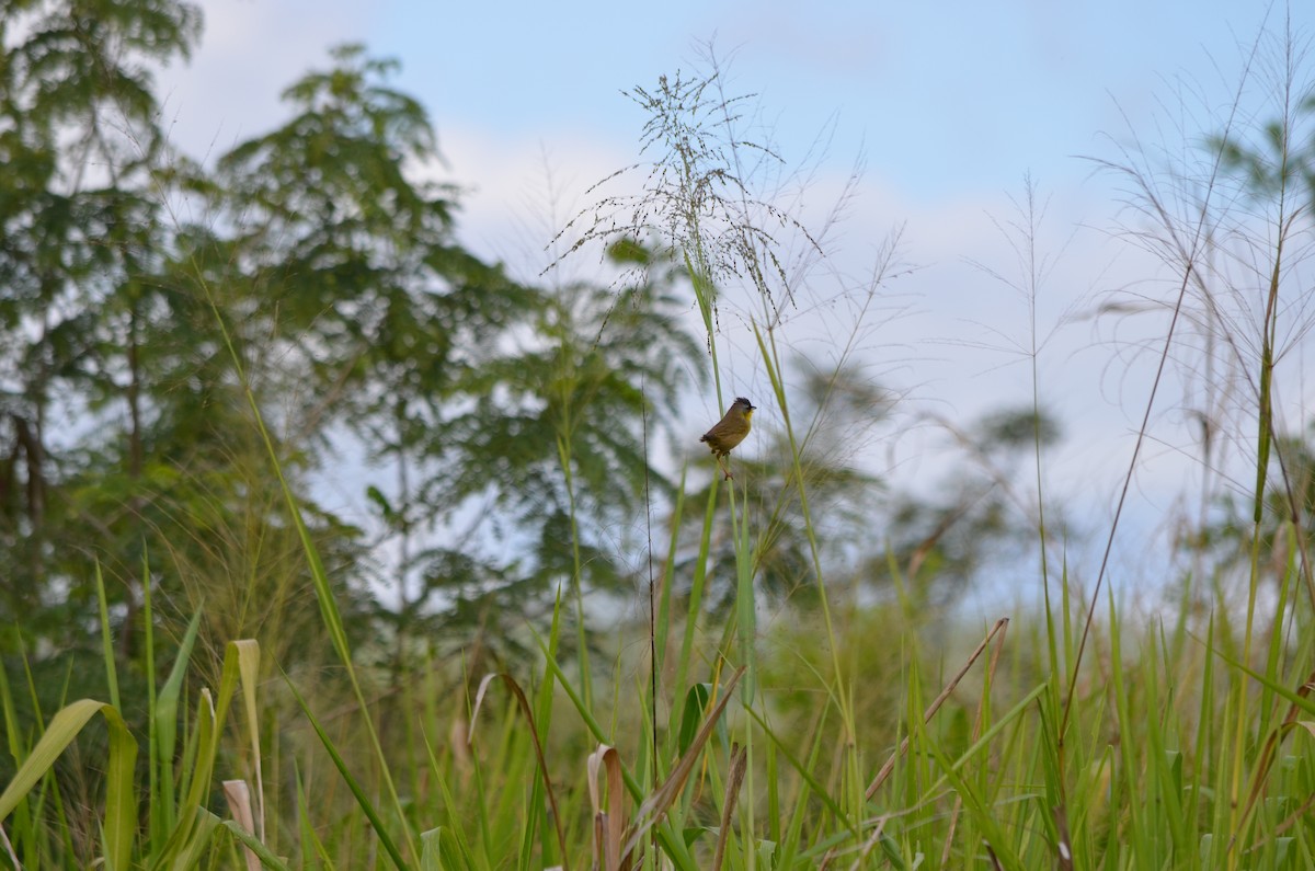 Gray-crowned Yellowthroat - ML135251951