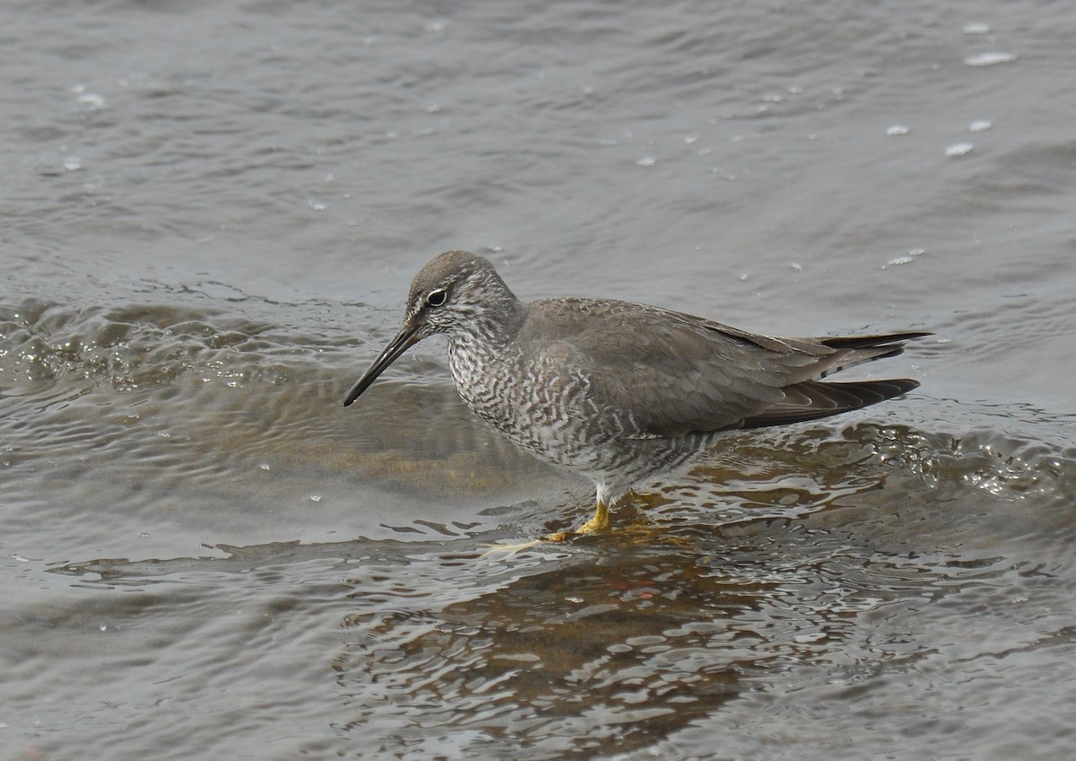 Wandering Tattler - ML135251981