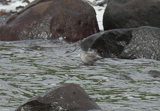 Gray-tailed Tattler - ML135252051