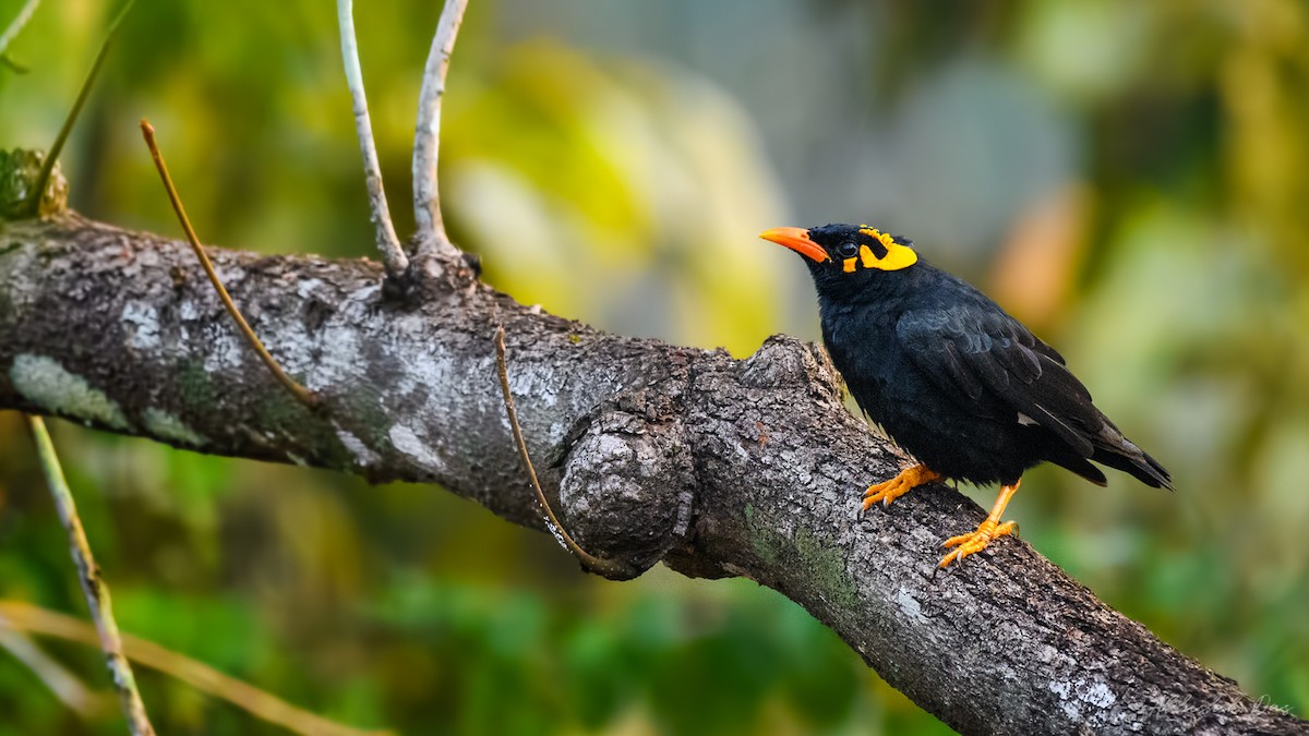 Southern Hill Myna - ML135252091