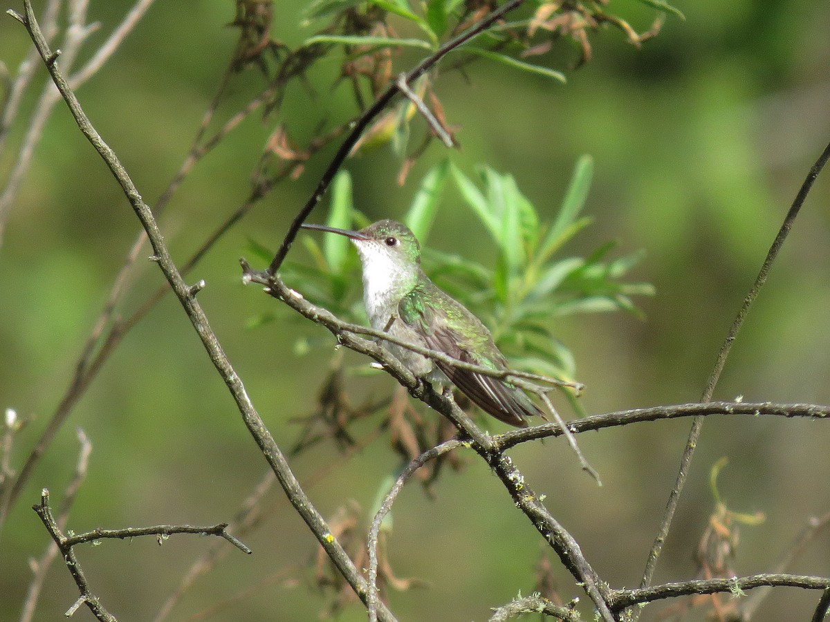 White-bellied Hummingbird - ML135252161