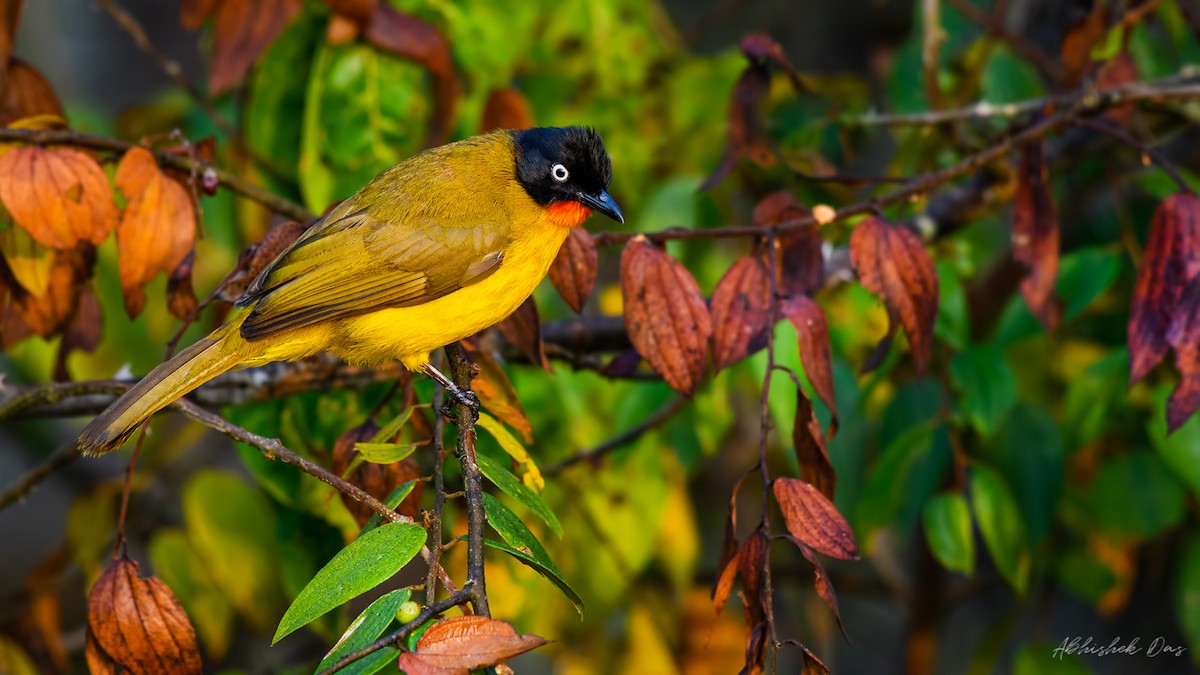 Flame-throated Bulbul - ML135252171