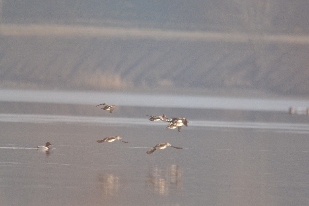 Green-winged Teal - ML135252191