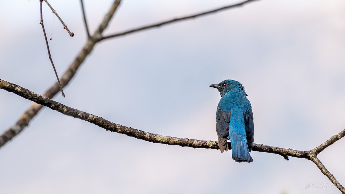 Asian Fairy-bluebird - ML135252201