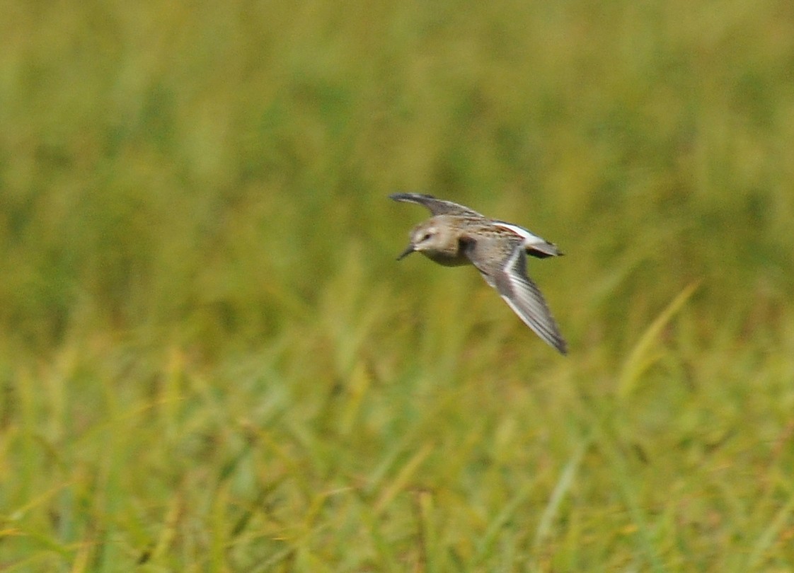 Red-necked Stint - Ryan O'Donnell