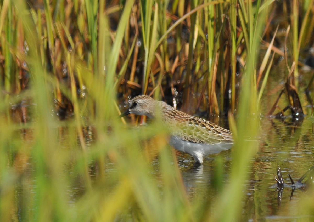 Red-necked Stint - Ryan O'Donnell