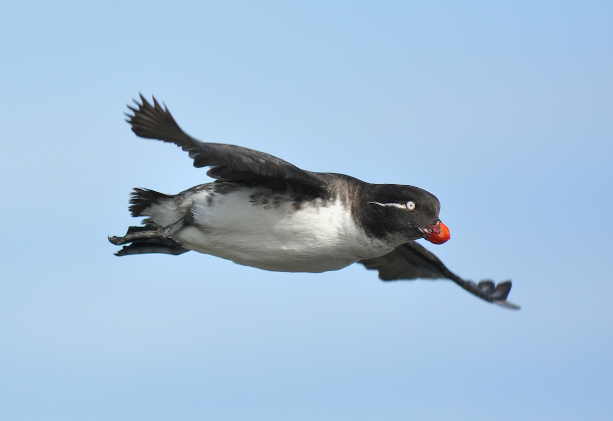 Parakeet Auklet - ML135252671