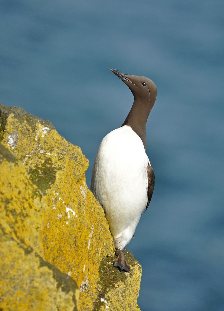 Common Murre - Ryan O'Donnell