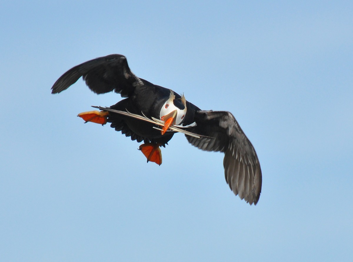 Tufted Puffin - Ryan O'Donnell