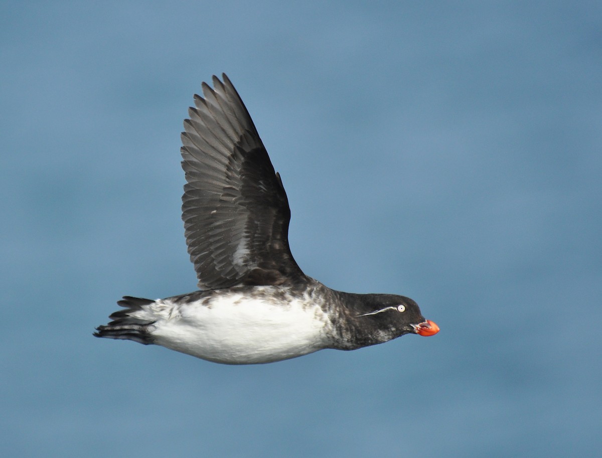 Parakeet Auklet - ML135253121