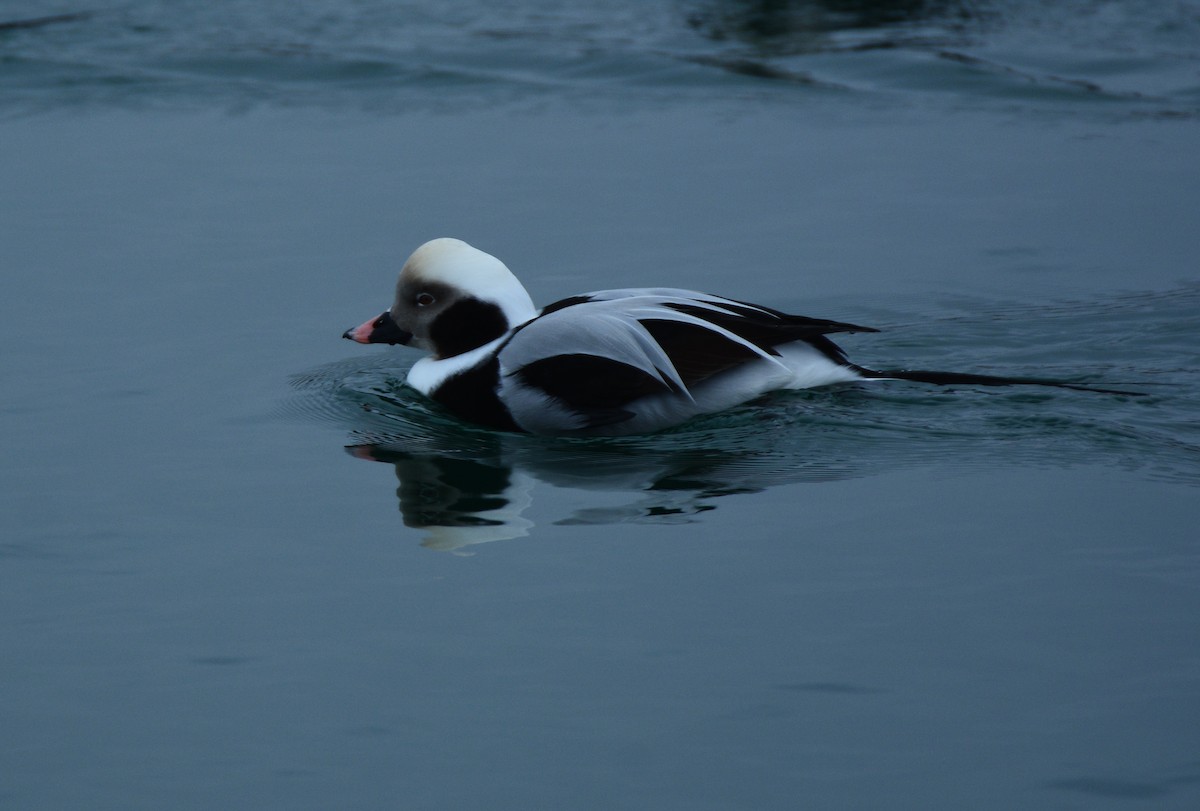 Long-tailed Duck - ML135255841