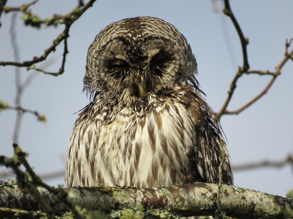 Barred Owl - ML135257241