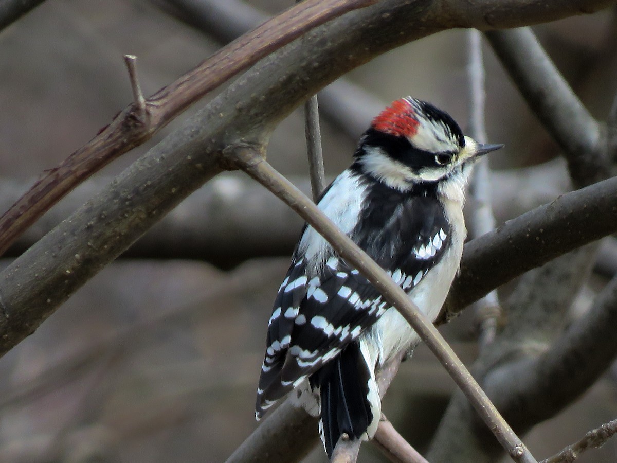 Downy Woodpecker - Anonymous