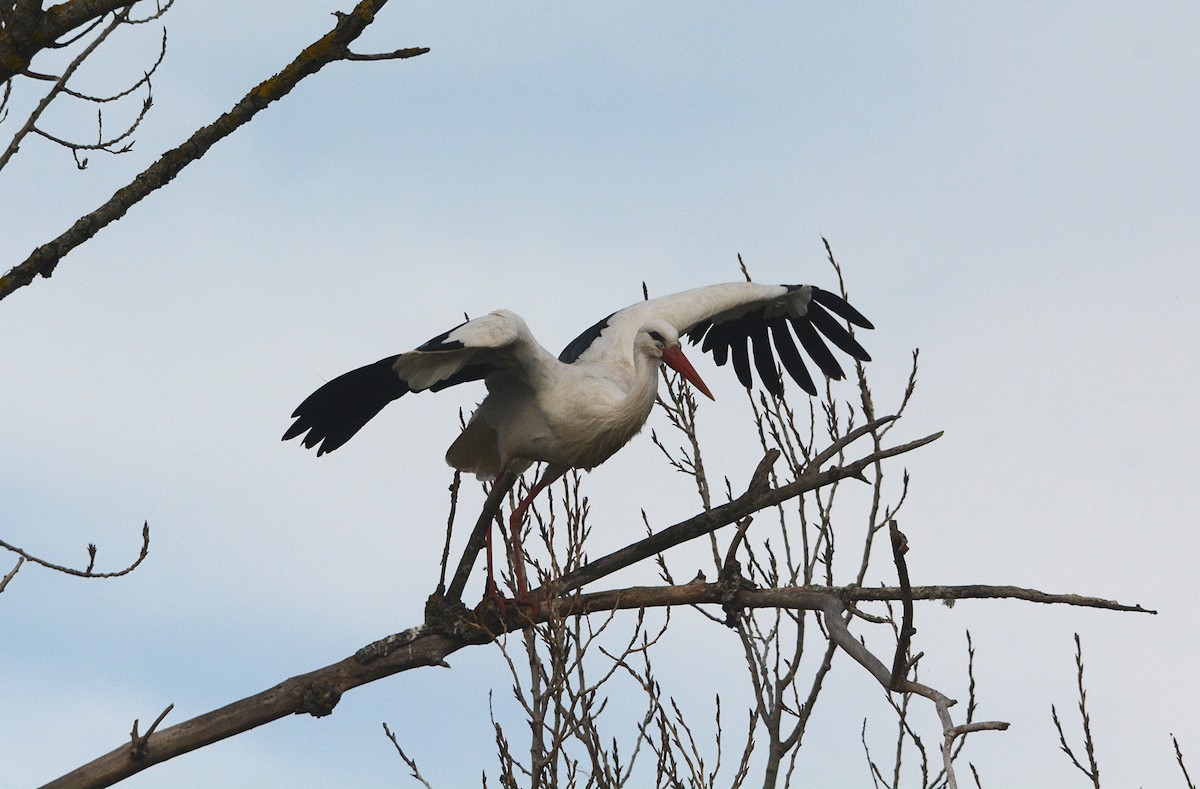 Cigogne blanche - ML135259141