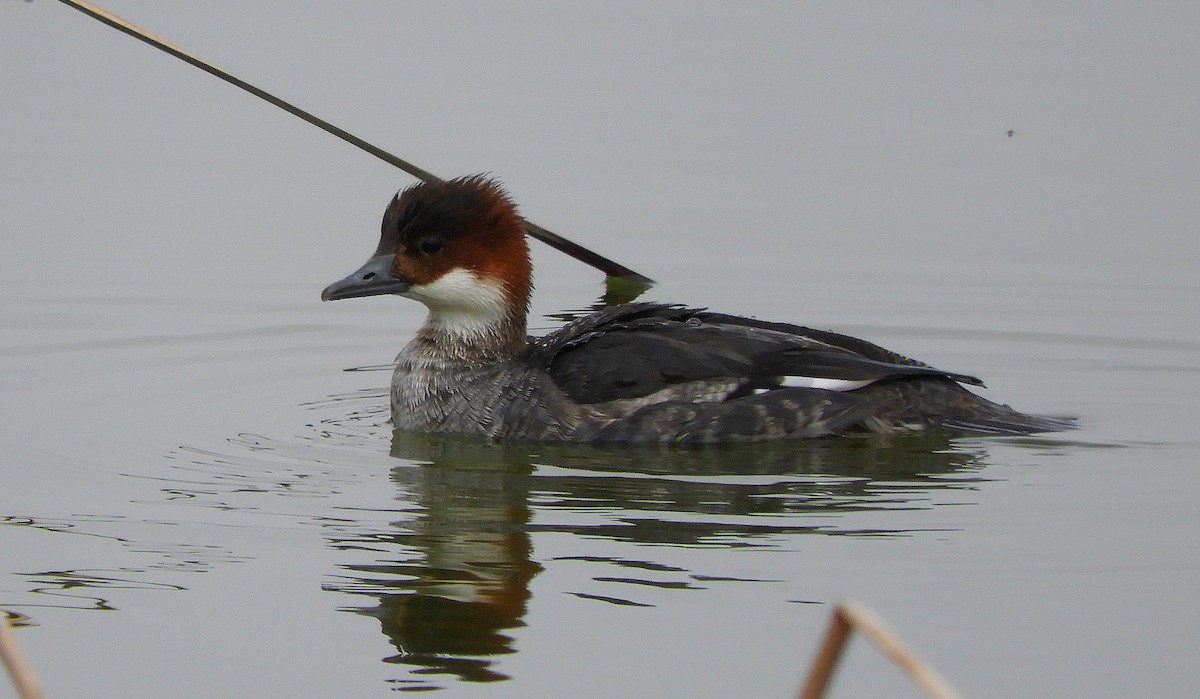 Smew - ML135259621